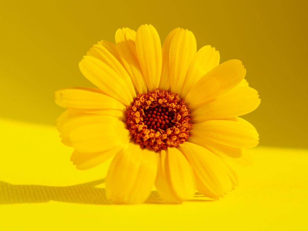 macro photography