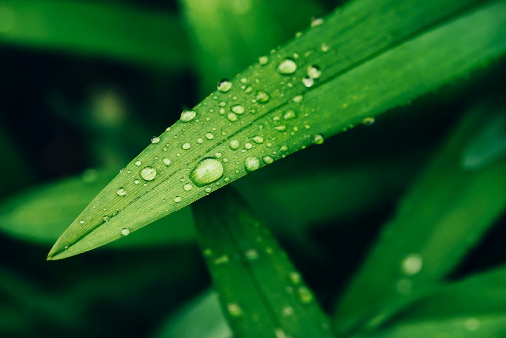 macro photography
