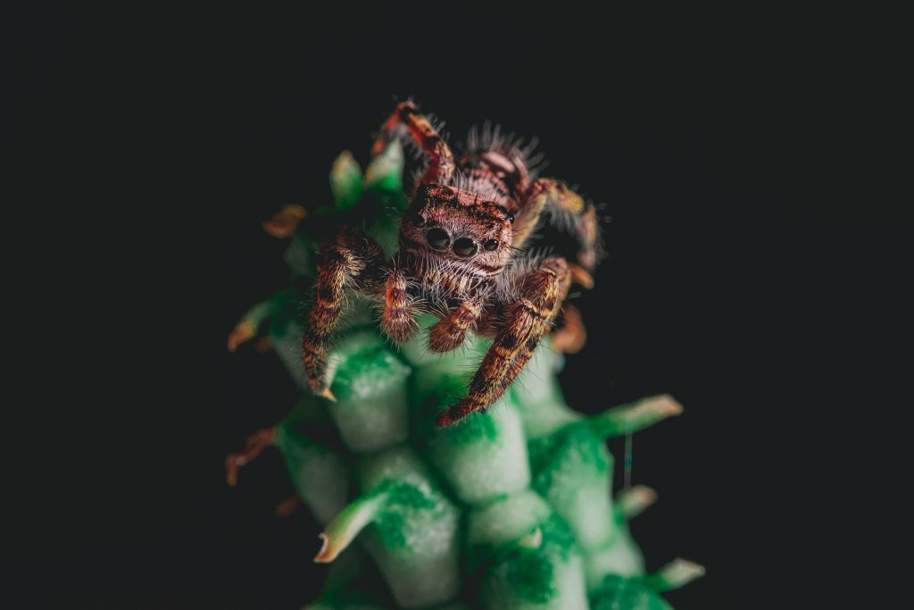 macro photography