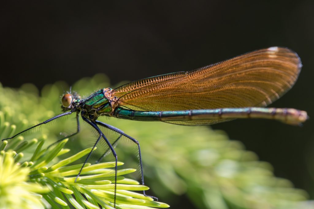 macro photography