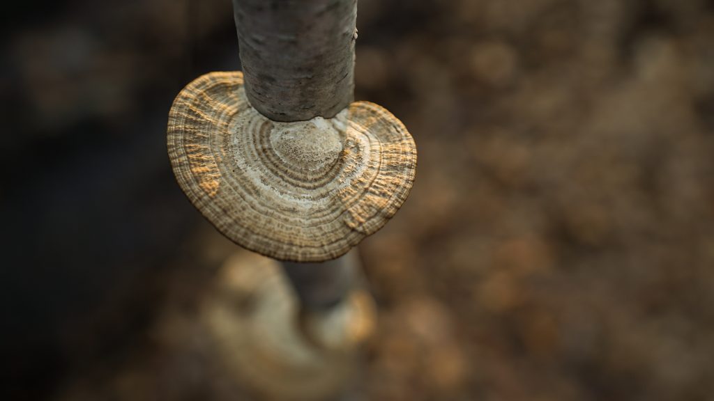 macro photography