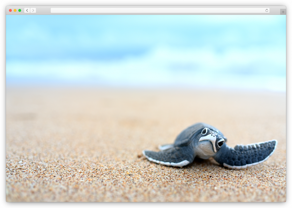 Beach picture of a turtle