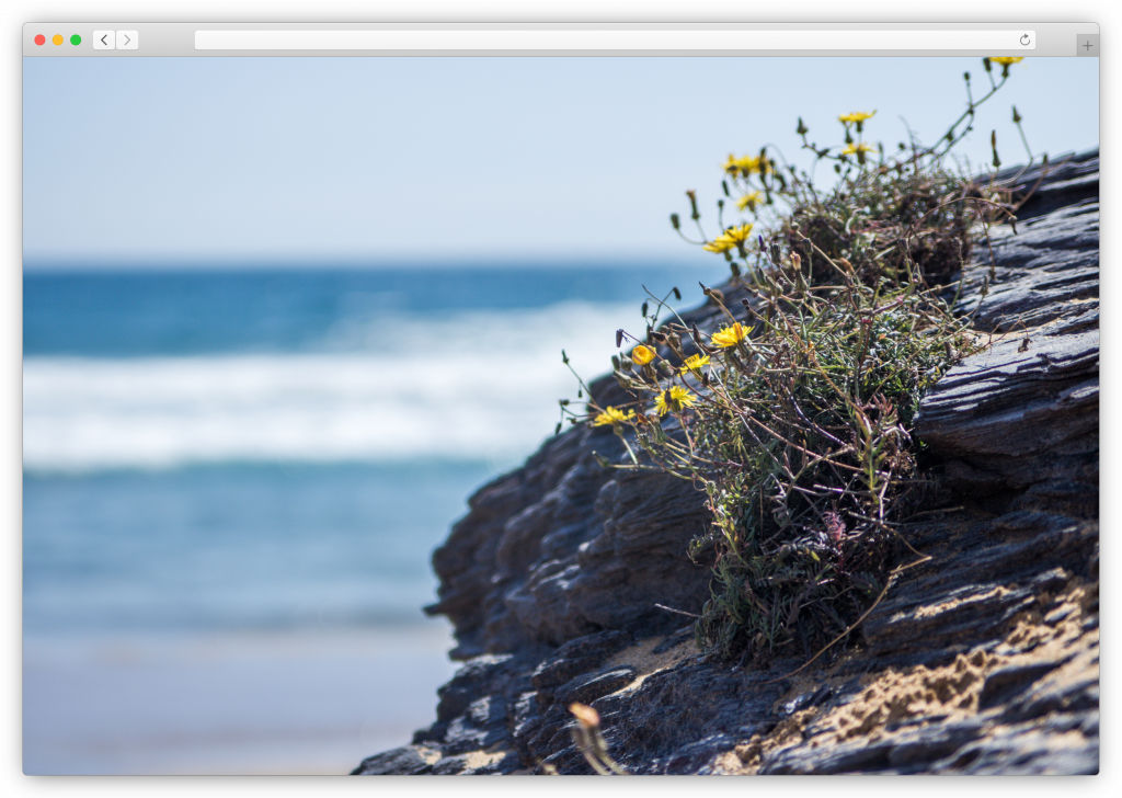 beach photography - vegetation