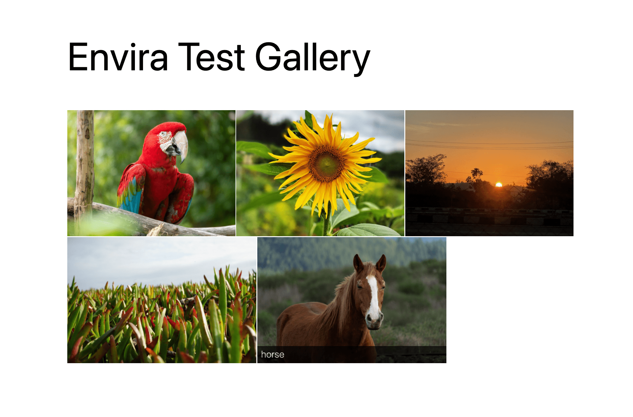 Envira test gallery